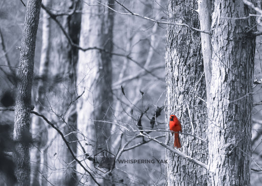 Stillness in Crimson
