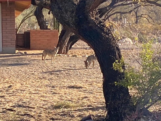 Customized Coasters: 4" x 4" Personalized Photo Coasters for Home Decor & Gifts