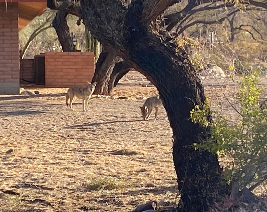 Personalized 4" x 4" Tile Coasters – Custom Gifts with Heart
