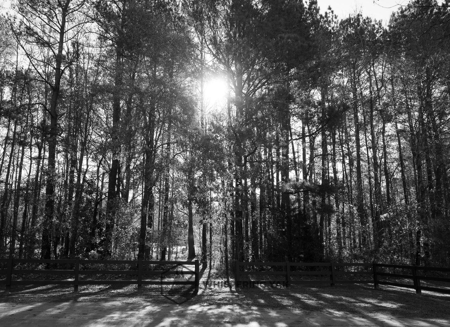 Where Shadows Stand Still