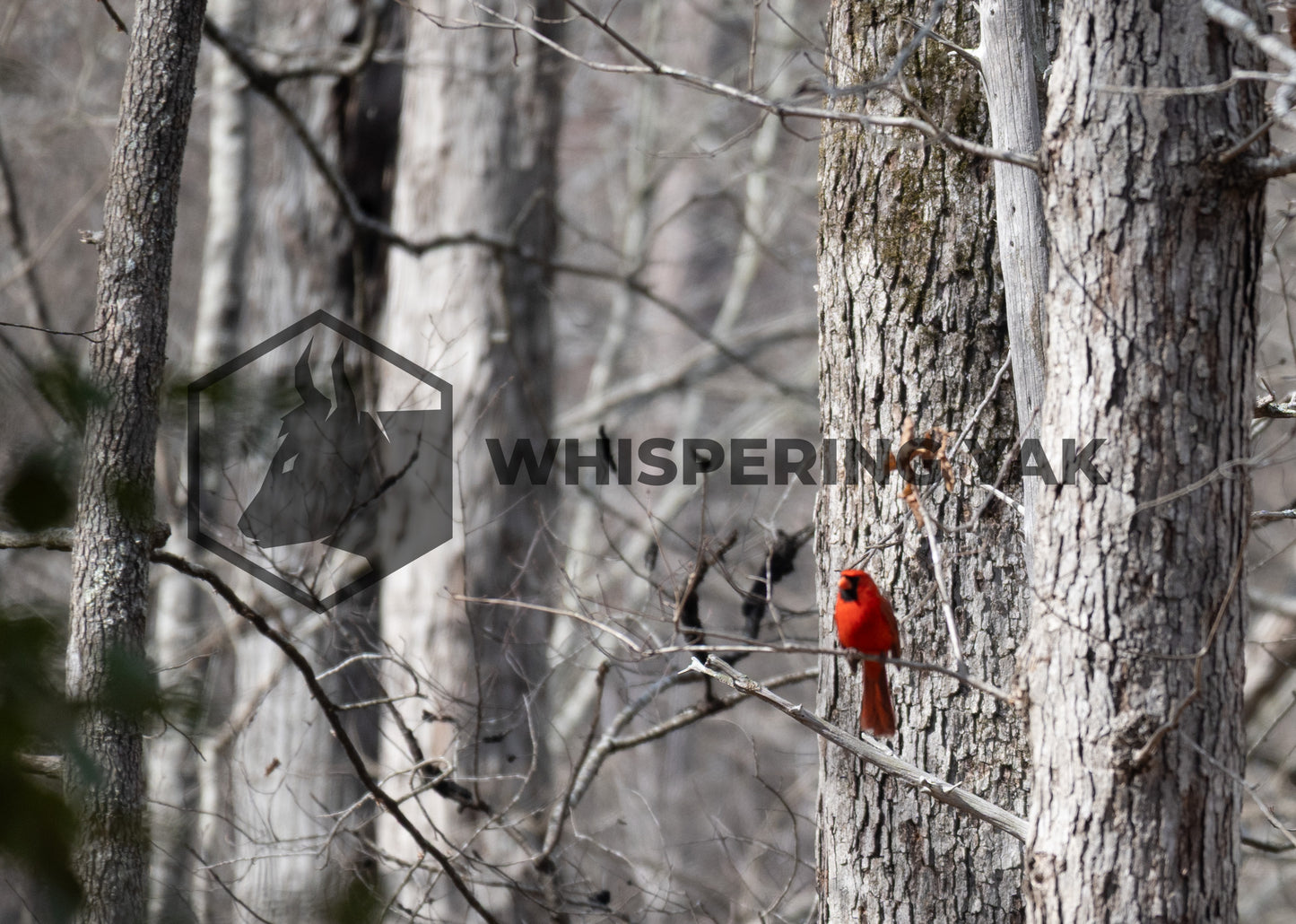 Stillness in Scarlet
