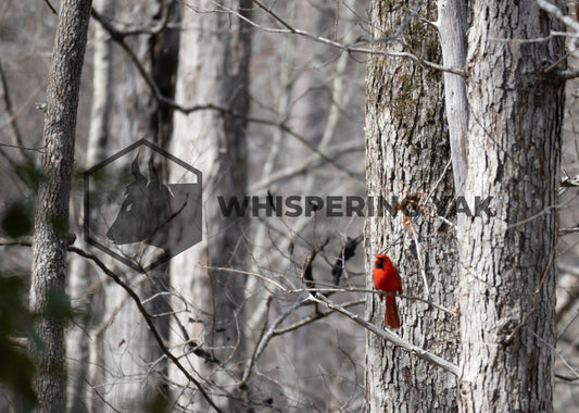 Stillness in Scarlet